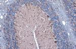 GAD67 Antibody in Immunohistochemistry (Paraffin) (IHC (P))