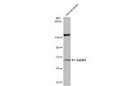 GAD67 Antibody in Western Blot (WB)