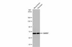 GAD67 Antibody in Western Blot (WB)