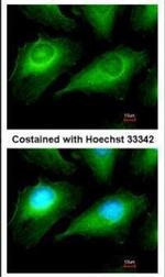 OTUB1 Antibody in Immunocytochemistry (ICC/IF)