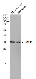 OTUB1 Antibody in Western Blot (WB)