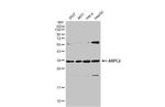 ARPC2 Antibody in Western Blot (WB)