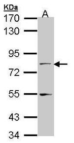 TAP Antibody in Western Blot (WB)