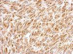 REA Antibody in Immunohistochemistry (Paraffin) (IHC (P))