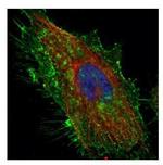 CD44 Antibody in Immunocytochemistry (ICC/IF)