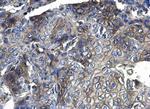 CD44 Antibody in Immunohistochemistry (Paraffin) (IHC (P))