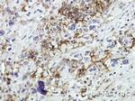 CD44 Antibody in Immunohistochemistry (Paraffin) (IHC (P))