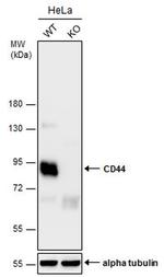 CD44 Antibody