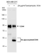 CD44 Antibody in Western Blot (WB)