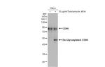 CD44 Antibody in Western Blot (WB)