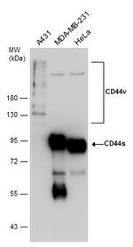 CD44 Antibody in Western Blot (WB)