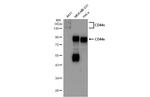 CD44 Antibody in Western Blot (WB)