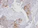 RanBP16 Antibody in Immunohistochemistry (Paraffin) (IHC (P))