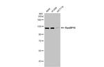 RanBP16 Antibody in Western Blot (WB)