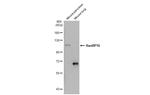 RanBP16 Antibody in Western Blot (WB)