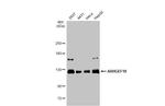 ARHGEF18 Antibody in Western Blot (WB)