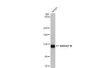 ARHGEF18 Antibody in Western Blot (WB)