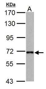 NUP62 Antibody in Western Blot (WB)