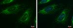 FASTK Antibody in Immunocytochemistry (ICC/IF)