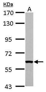 FASTK Antibody in Western Blot (WB)