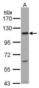 KCC4 Antibody in Western Blot (WB)