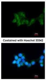 BHMT Antibody in Immunocytochemistry (ICC/IF)