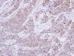 BHMT Antibody in Immunohistochemistry (Paraffin) (IHC (P))