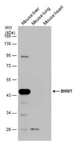 BHMT Antibody in Western Blot (WB)