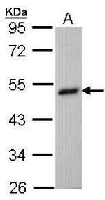 BHMT Antibody in Western Blot (WB)