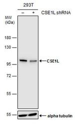 CAS Antibody