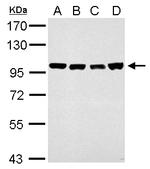 CAS Antibody in Western Blot (WB)