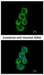 BHMT Antibody in Immunocytochemistry (ICC/IF)