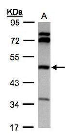 BHMT Antibody in Western Blot (WB)