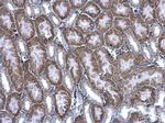 BBOX1 Antibody in Immunohistochemistry (Paraffin) (IHC (P))