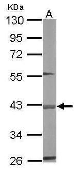 BBOX1 Antibody in Western Blot (WB)