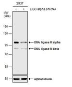 DNA Ligase III Antibody