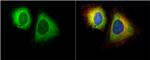 RANBP1 Antibody in Immunocytochemistry (ICC/IF)