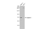 Calpain 5 Antibody in Western Blot (WB)