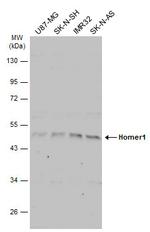 HOMER1 Antibody in Western Blot (WB)