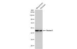 HOMER1 Antibody in Western Blot (WB)