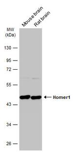 HOMER1 Antibody in Western Blot (WB)