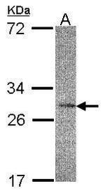 IL22RA2 Antibody in Western Blot (WB)