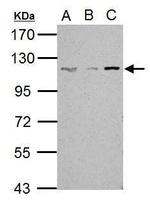 SART1 Antibody in Western Blot (WB)