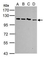 SART1 Antibody in Western Blot (WB)