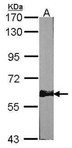 AMPK alpha-2 Antibody in Western Blot (WB)