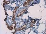 Kallikrein 7 Antibody in Immunohistochemistry (Paraffin) (IHC (P))