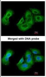 UAP1 Antibody in Immunocytochemistry (ICC/IF)