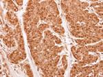 PSMA2 Antibody in Immunohistochemistry (Paraffin) (IHC (P))