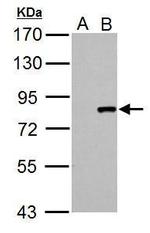 Cullin 3 Antibody in Western Blot (WB)