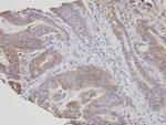 FAN Antibody in Immunohistochemistry (Paraffin) (IHC (P))